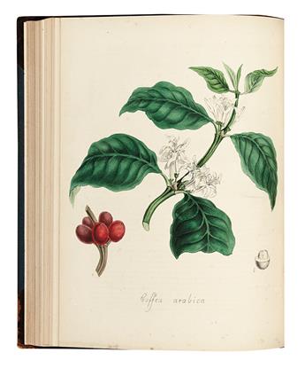 (BOTANICAL.) Loudon, Jane. The Ladies Flower-Garden of Ornamental Bulbous Plants.